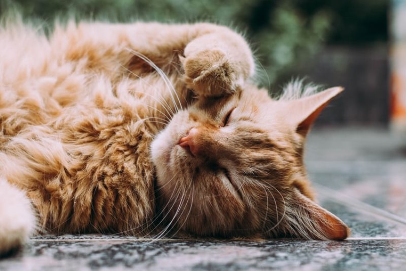 Mengenal Jenis-Jenis Kucing Persia yang Populer Untuk Dijadikan Peliharaan